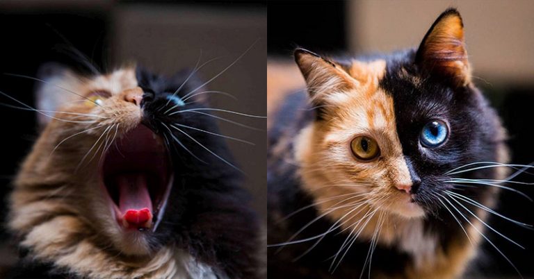 Have You Ever Seen A ‘Chimera’ Kitten? It’s The Cutest Of Nature’s ‘Accidents’ - Featured image