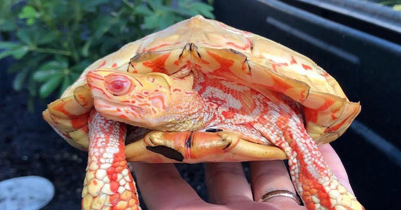 albino turtle