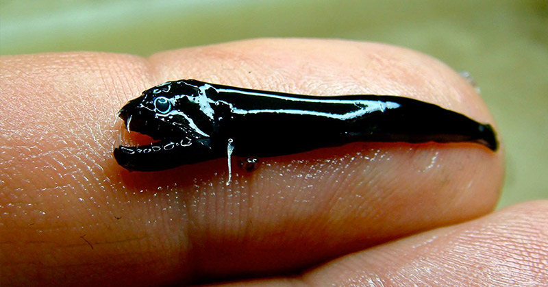tiny fanged fish australia