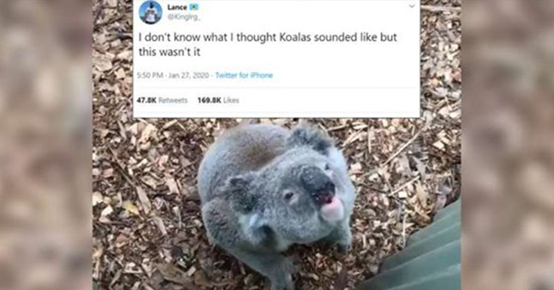 koala sounds