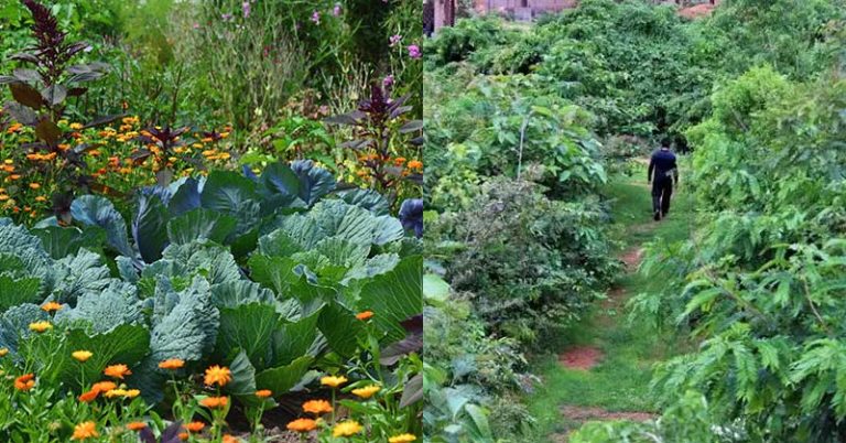 Forest garden with over 500 edible plants requires only a few hours of work monthly - Featured image