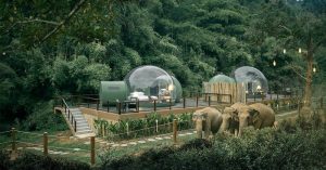 jungle bubble