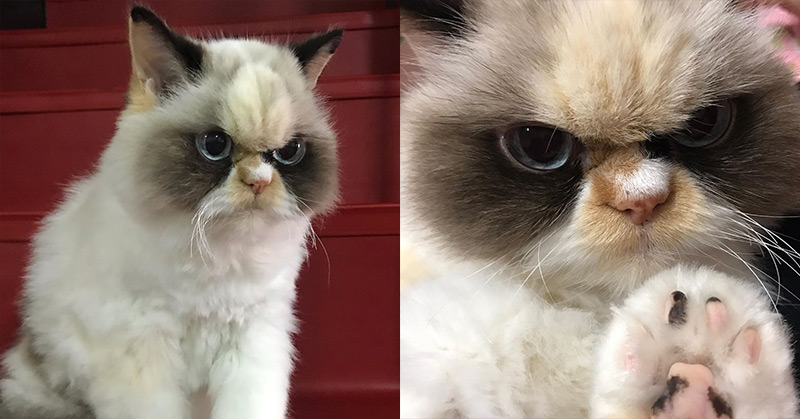 cat with grumpy face