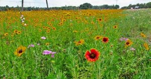turn yards into prairies
