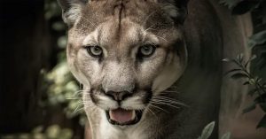 eastern puma extinct
