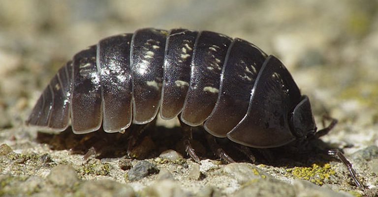 Study Finds ‘Rollie Pollies’ Remove Heavy Metals From Soil, Protects Groundwater - Featured image