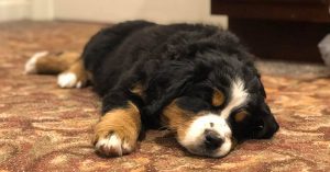 Funeral home adopts Bernese mountain dog to comfort grieving families funeral home dog
