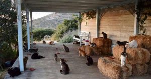This Cat Sanctuary Has a Caretaker Who Lives On a Greek Island With 55 Cats greek cat sanctuary