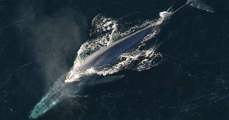 Blue Whale comeback