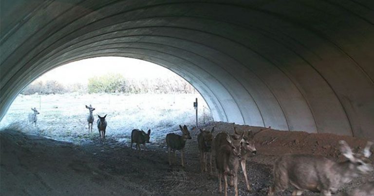 This is Why We Need Wildlife Crossings - Featured image