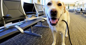service dog