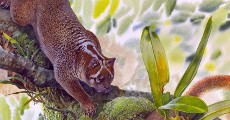 New species of Australian lion discovered in the outback, say experts - Featured image