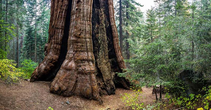 world's largest sequoia forest