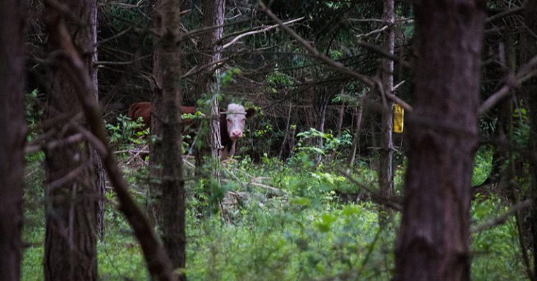 Runaway Cow Lives With Deer in the Woods for a Whole Year – A Tale of True Love and Acceptance - Featured image
