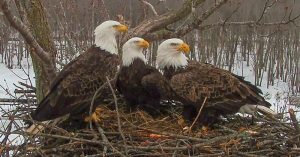 bald eagle coparenting