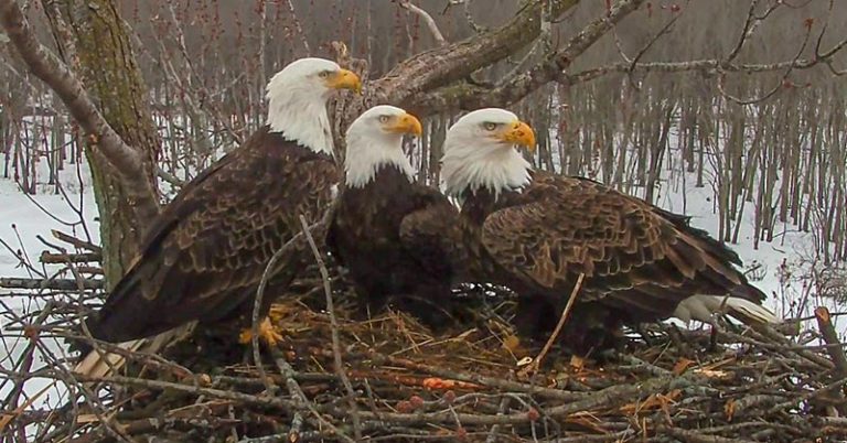 In Illinois, A Rare Bald Eagle Three-Way Couple Have Come Together To Co-Parent - Featured image