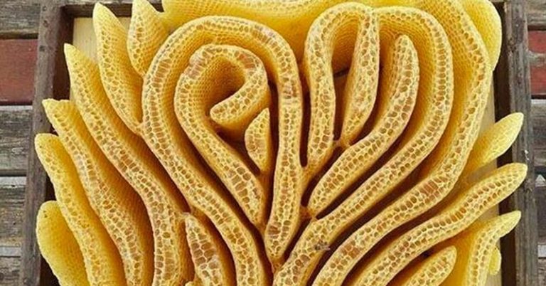 These Bees Formed a Heart-Shaped Hive When There Weren’t Any Frames To Guide Them - Featured image
