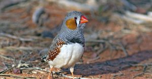 Zebra Finches Sing to Their Eggs, and Scientists say This Might Help Their Babies Survive Climate Change zebra finch