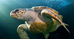 loggerhead turtle
