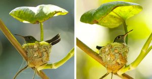 Motherly Hummingbird Builds a Home With A Roof to Protect her Chicks hummingbird nest with roof