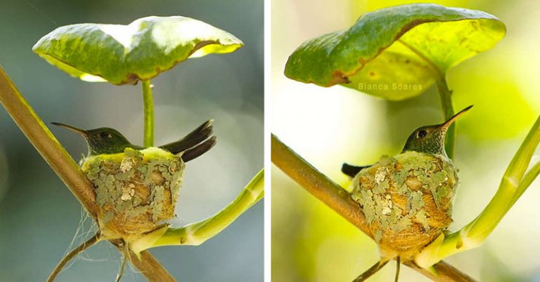 Motherly Hummingbird Builds a Home With A Roof to Protect her Chicks - Featured image