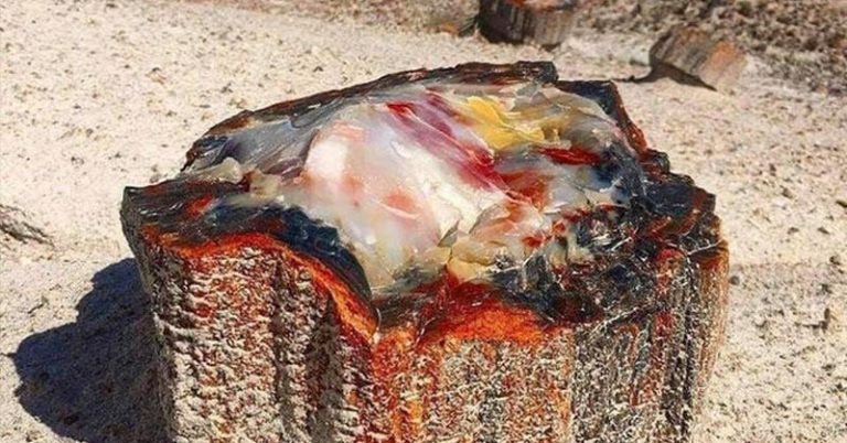 Opalized Petrified Wood - Featured image