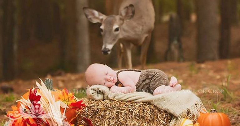 Deer Photobombs Baby’s Forest Photo Shoot, turns into a Fairytale - Featured image
