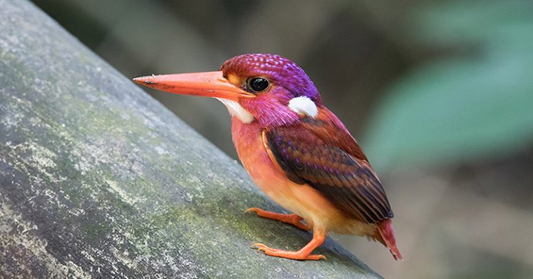 Extremely Rare Dwarf Kingfisher Fledgling Photographed for the Very First Time - Featured image