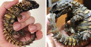 Meet the Armadillo Lizards: The Hauntingly Beautiful Mini-Dragon Lookalike small lizard