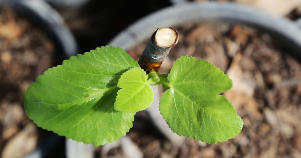 4 Houseplants You Can Easily Propagate From Cuttings - Featured image