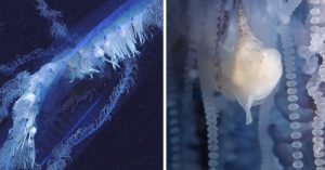 deep sea creature