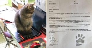 cat complaint