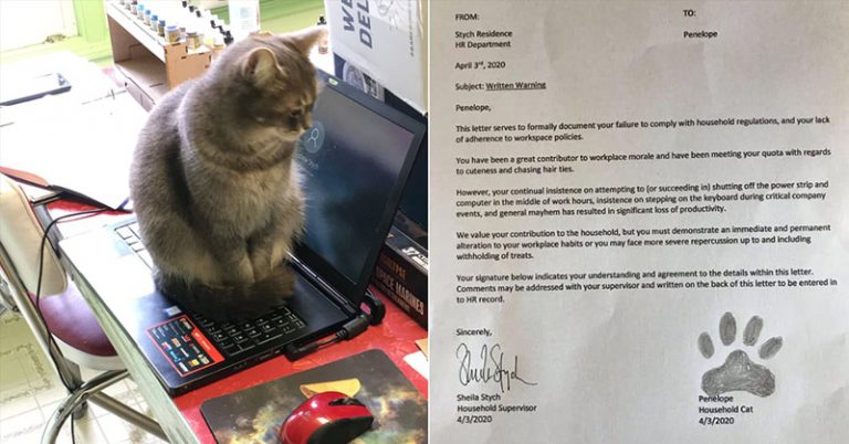 A Man Filed an HR Complaint Against His Cat While Working From Home — and It Rings So True - Featured image