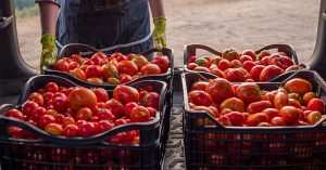 Some Farmers are Selling Directly to Consumers to Avoid Produce Dumps crates of tomatoes in car