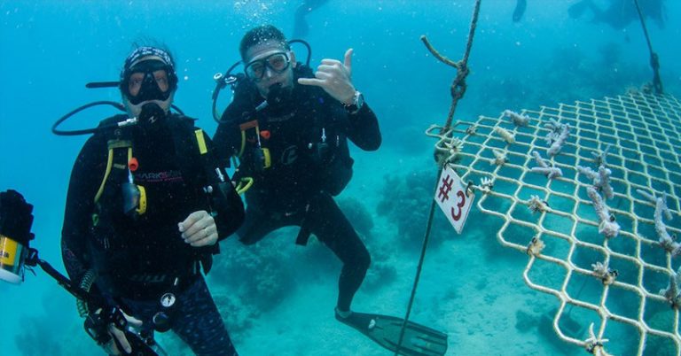 With No Tourists, Australian Scuba Tours Are Planting Coral Instead - Featured image