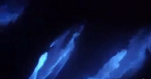 glowing dolphins