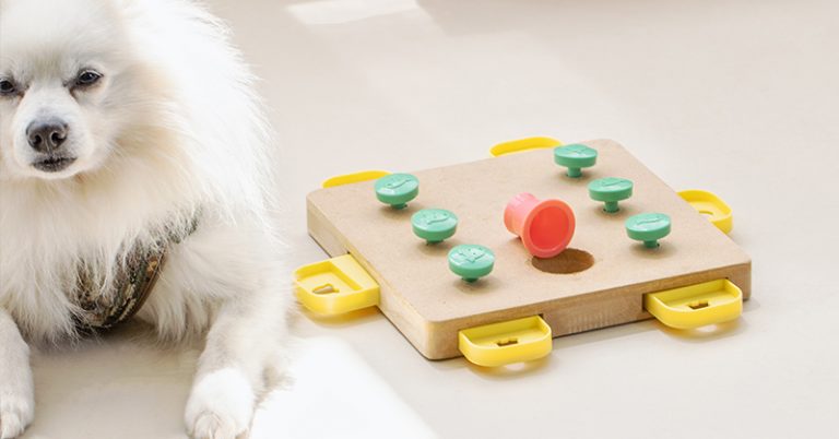 5 Important Brain Games to Help Support Your Dog’s Cognitive Health - Featured image
