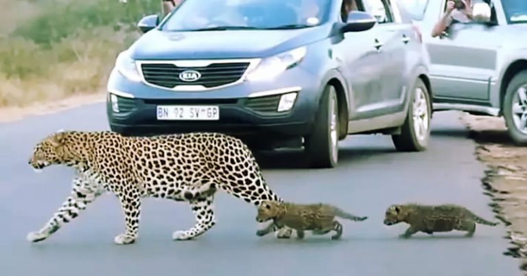 Leopard Mother Crossing Road With Two Cubs Captured In Extremely Rare Footage - Featured image
