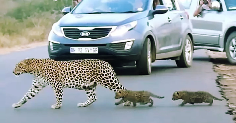 leopard with cubs crossing the road