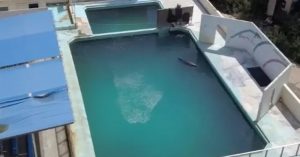 worlds loneliest dolphin honey