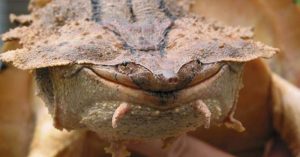 turtle species
