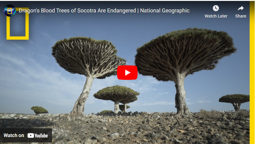 Dragonblood Trees