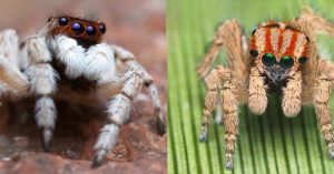 Scientists Discovered A Bunch Of New Spiders In Australia And Honestly, They're Pretty Cute spiders