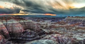 arizona petrified trees