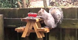 Man Builds An Adorably Tiny Picnic Table For Squirrels In His Yard squirrel lunch table