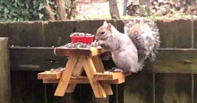 Man Builds An Adorably Tiny Picnic Table For Squirrels In His Yard - Featured image