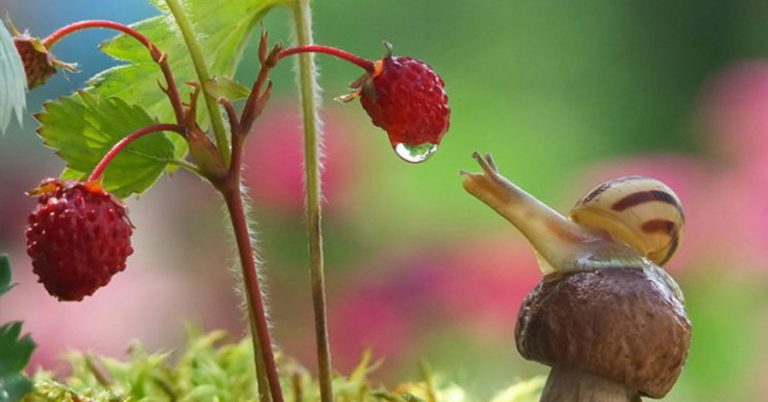 Photographer Captures a Magical World of Snails in Incredible Macro Shoot - Featured image