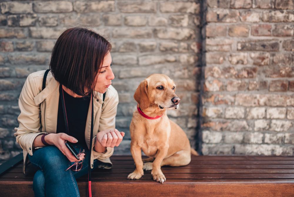 Woman wearing leather jacket sitting on the bench by the brick wall and talking with her small yellow dog
