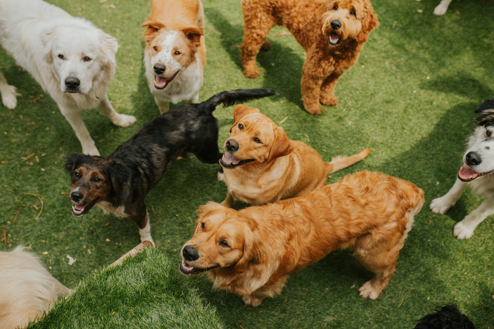Dogs at doggy day care playing