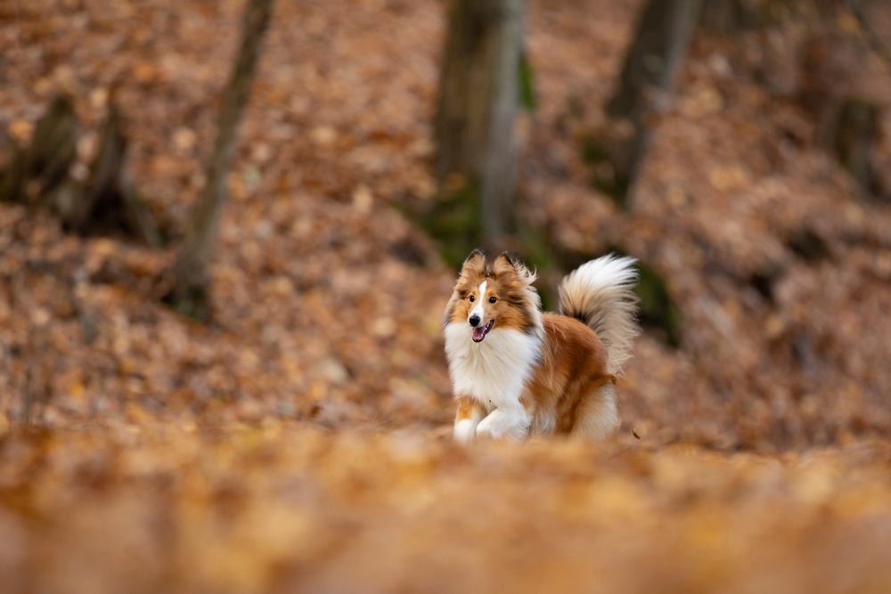 Reddish shetland sheepdog puppy is running on the autumn forest. Shetland collie or sheltie. Cute animal. Purebreed dog.